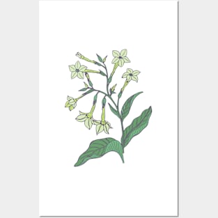 Jasmine tobacco floral pattern Posters and Art